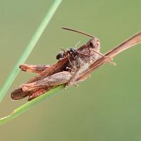 Grasshopper being attacked by ant 